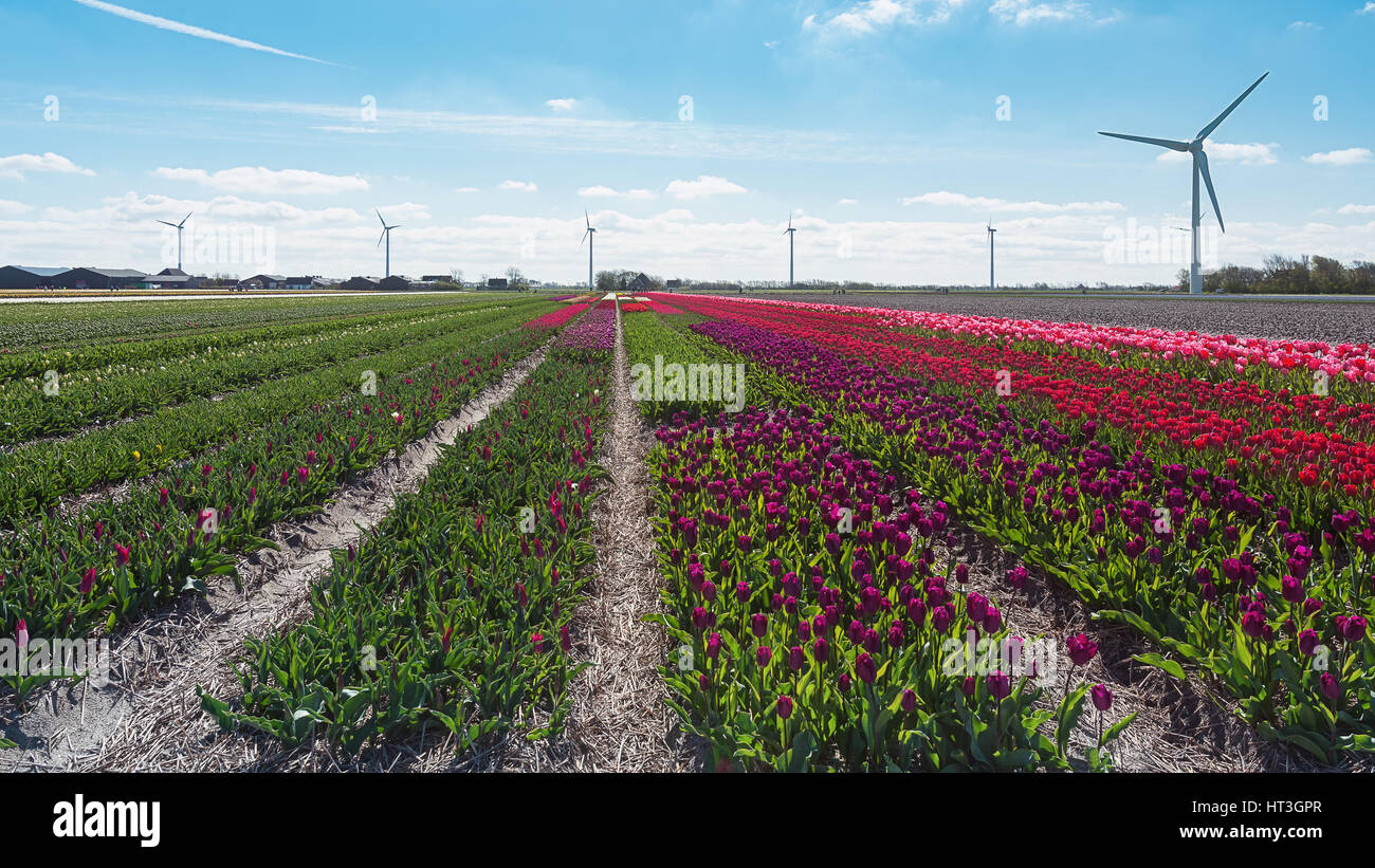 Colored field of flower bulbs in the province of North Holland
