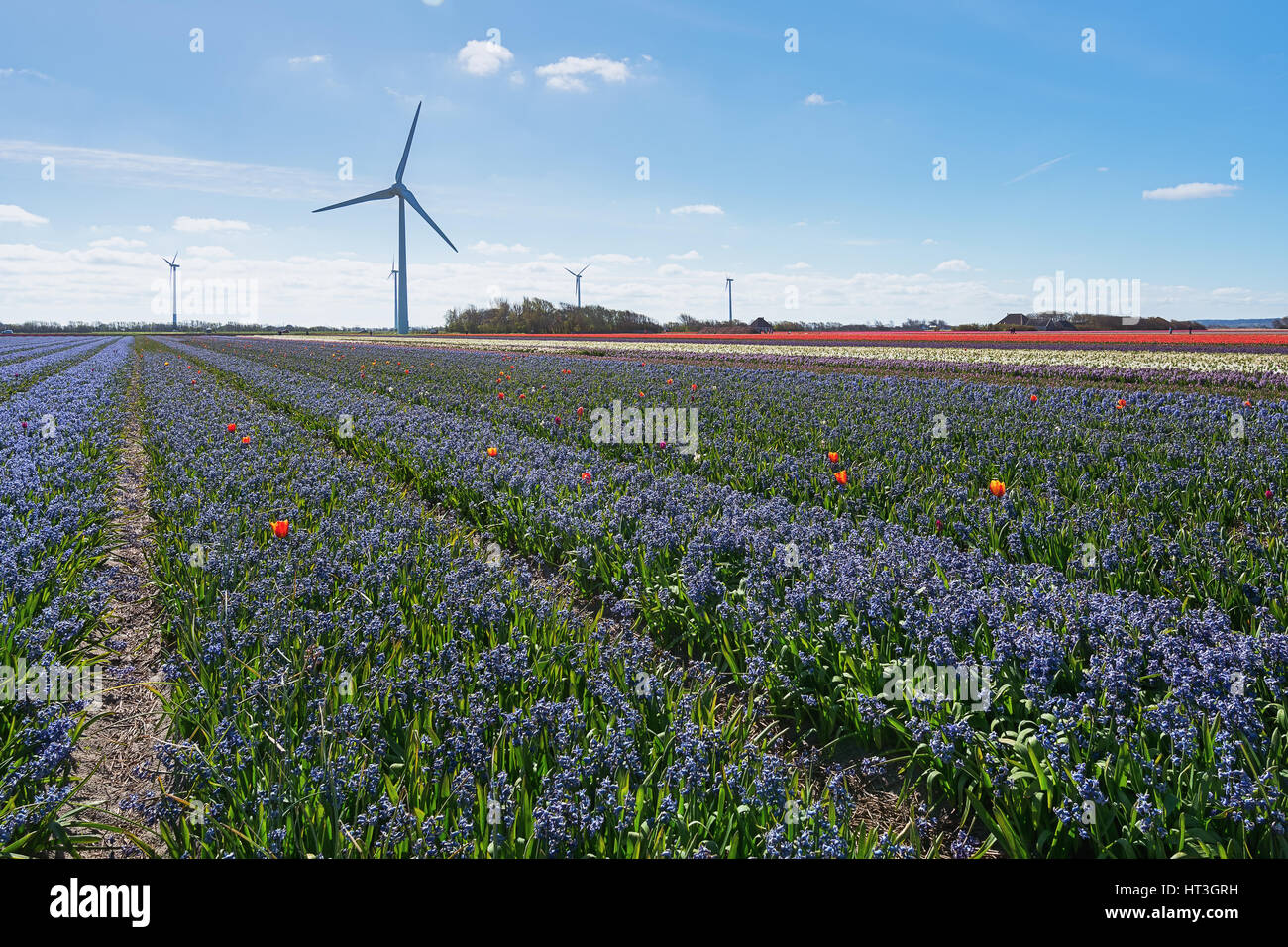 Colored field of flower bulbs in the province of North Holland