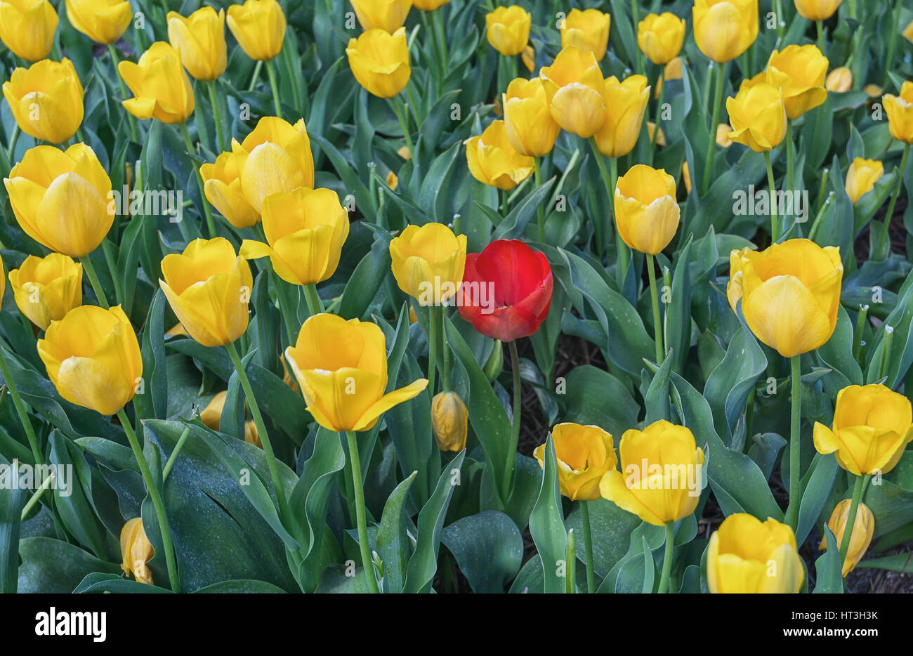 Red tulip among field of yellow tulips Stock Photo - Alamy