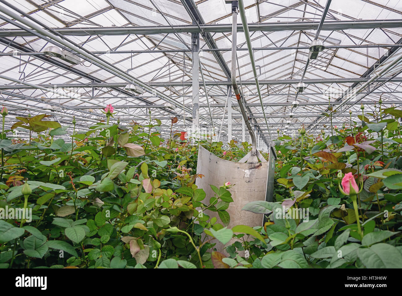 Greenhouse with roses and a device for cutting flowers Stock Photo Alamy