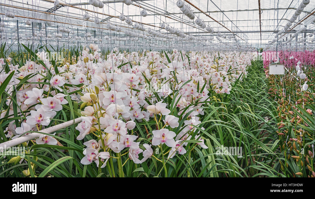 The plantation of orchids in a greenhouse Stock Photo Alamy
