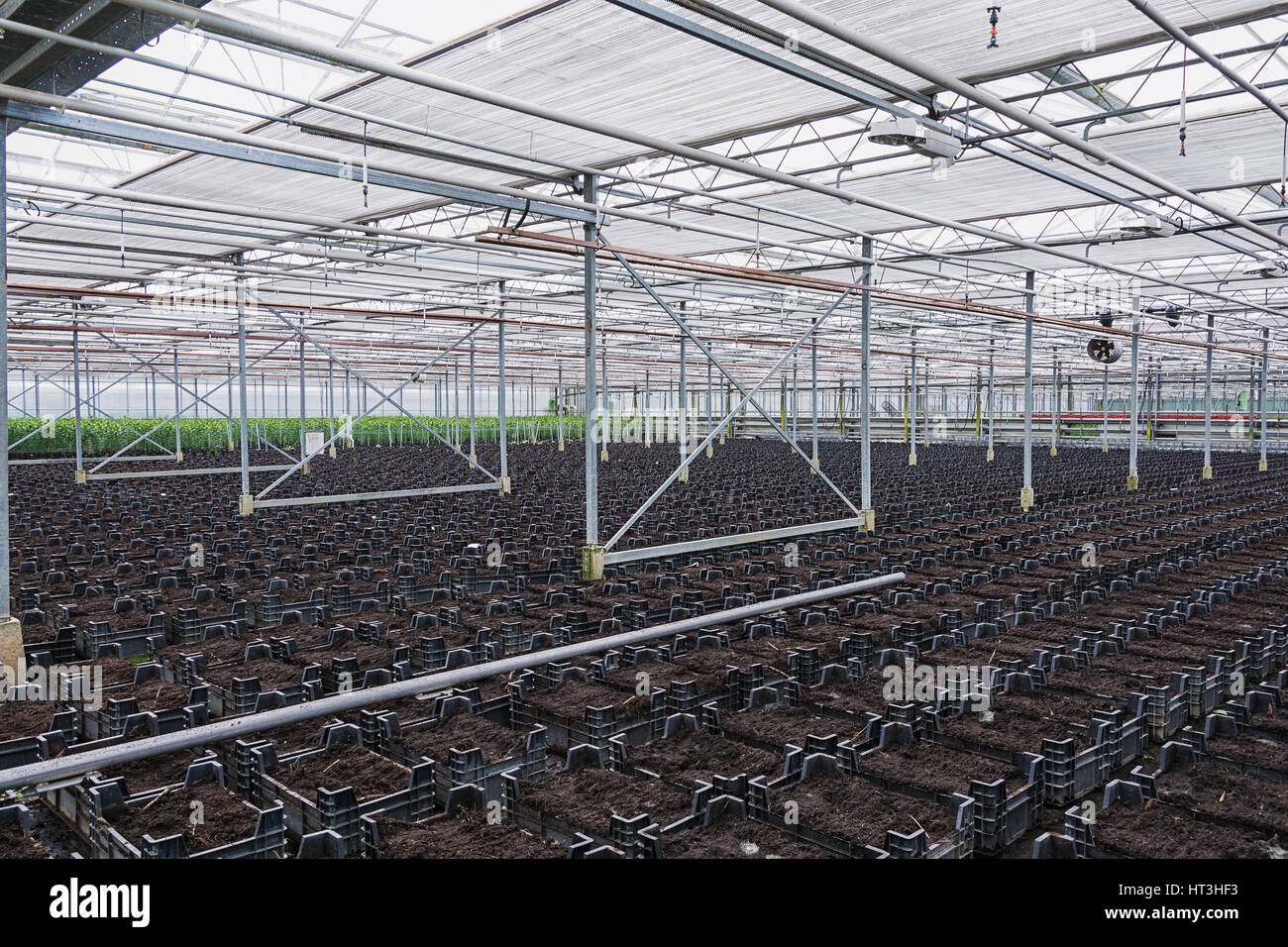 In the greenhouse, the boxes with the land prepared for planting Stock ...