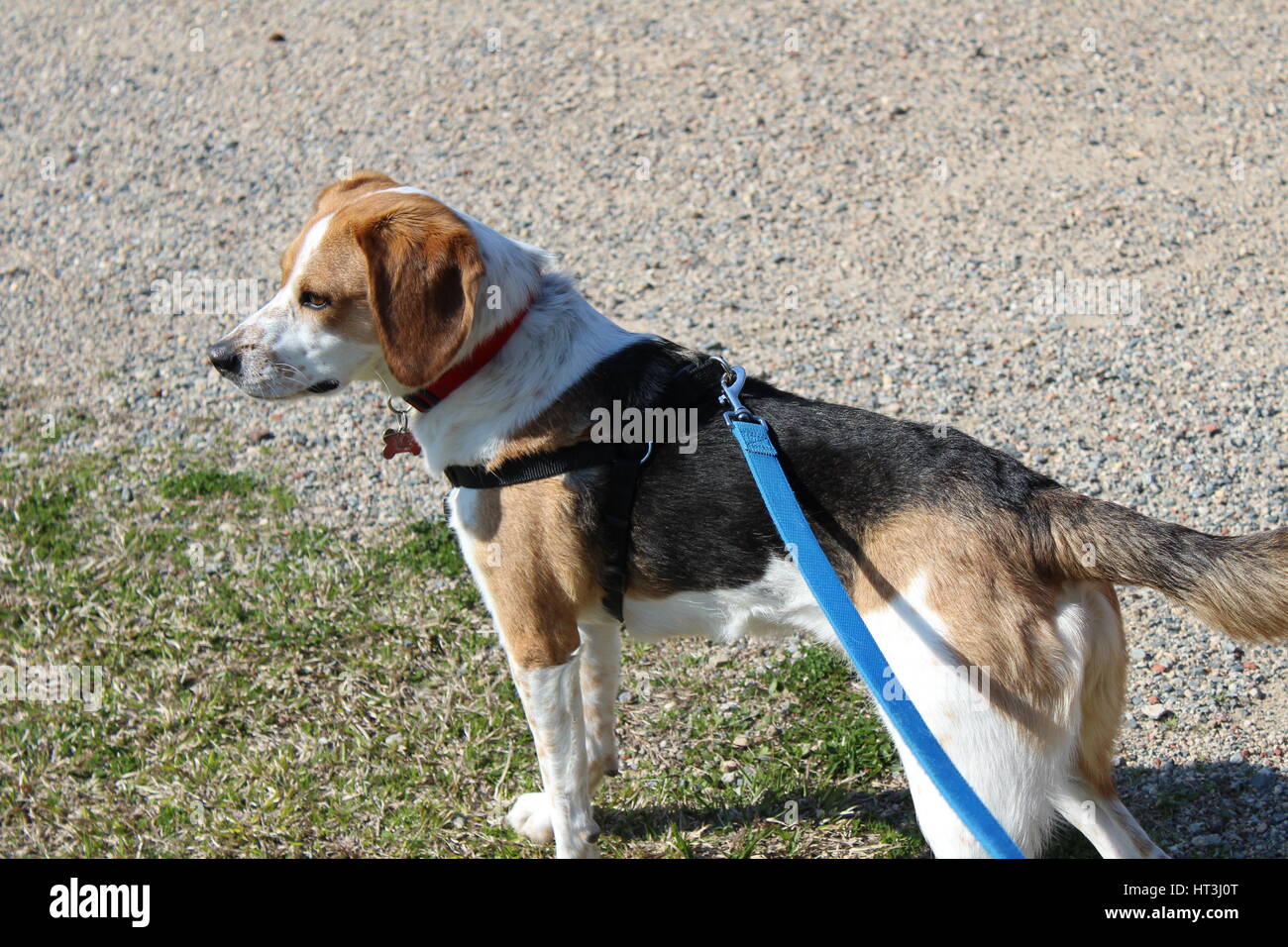 Dog taken for a walk Stock Photo Alamy