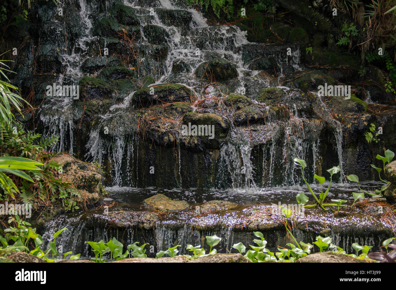 Waterfall plants hi-res stock photography and images - Alamy