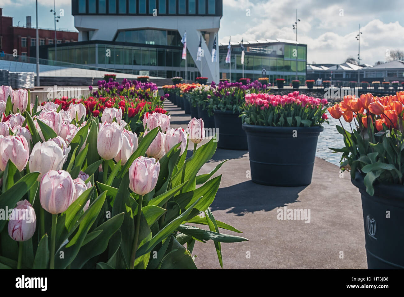 Amsterdam, Netherlands, April 10, 2016 planters filled with tulips