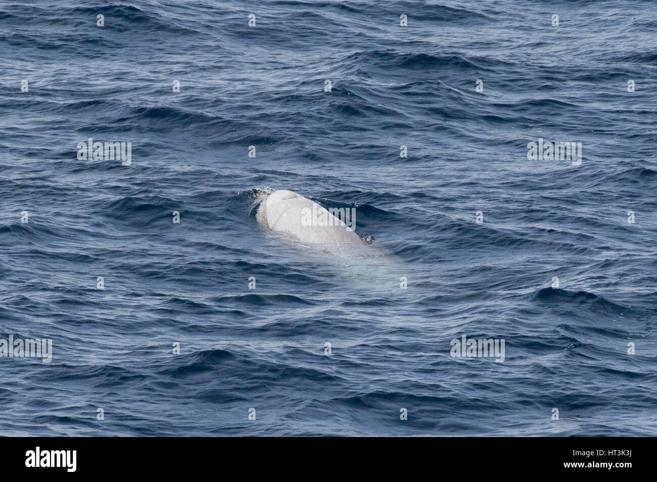 Male Cuvier's beaked whale or goose-beaked whale, Ziphius cavirostris, surfacing several hundred miles off Mauritania, North Africa Stock Photo