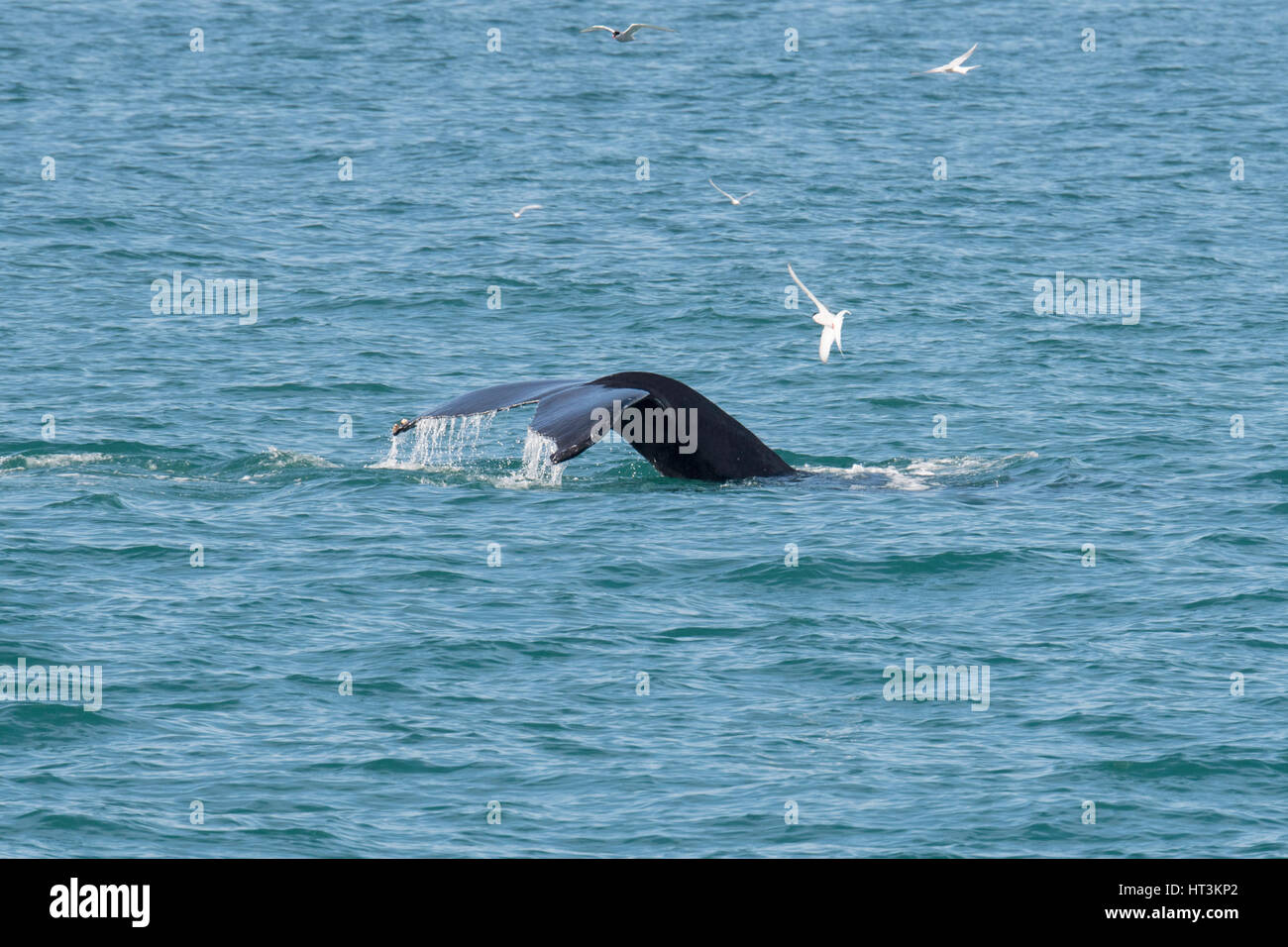 North atlantic humpback whale hi-res stock photography and images - Alamy