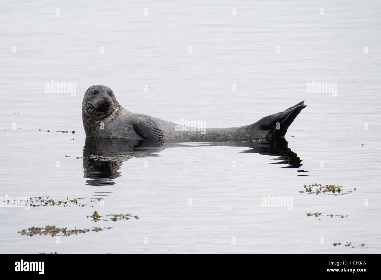 Harbor or harbour or Common seal, Phoca vitulina, portrait, at Isafjordur, Northern Iceland, North Atlantic Ocean Stock Photo