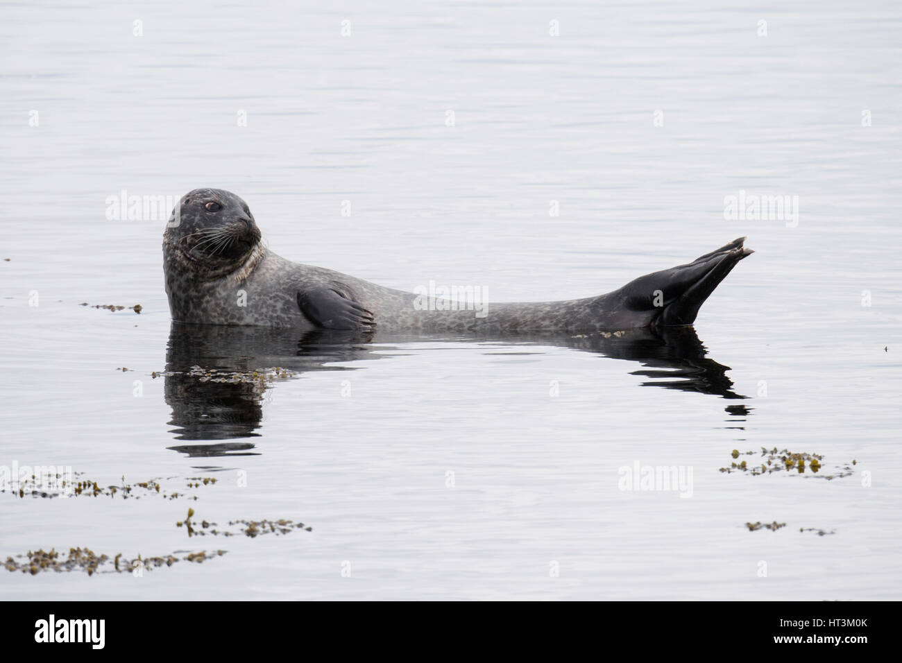 Harbor or harbour or Common seal, Phoca vitulina, portrait, at Isafjordur, Northern Iceland, North Atlantic Ocean Stock Photo