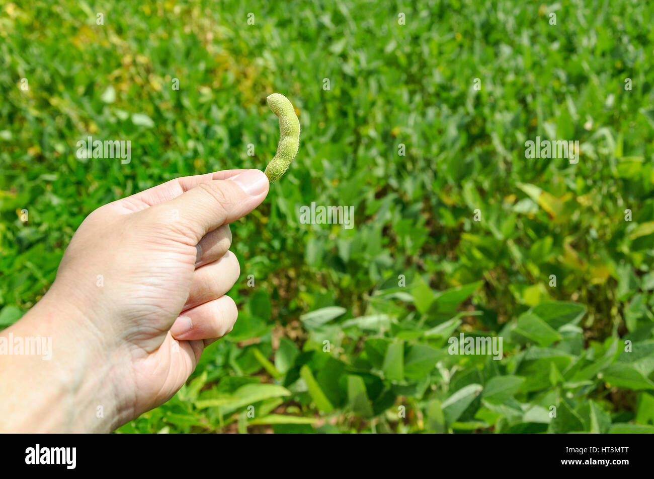 Soybean plantation in brazil hi-res stock photography and images - Alamy