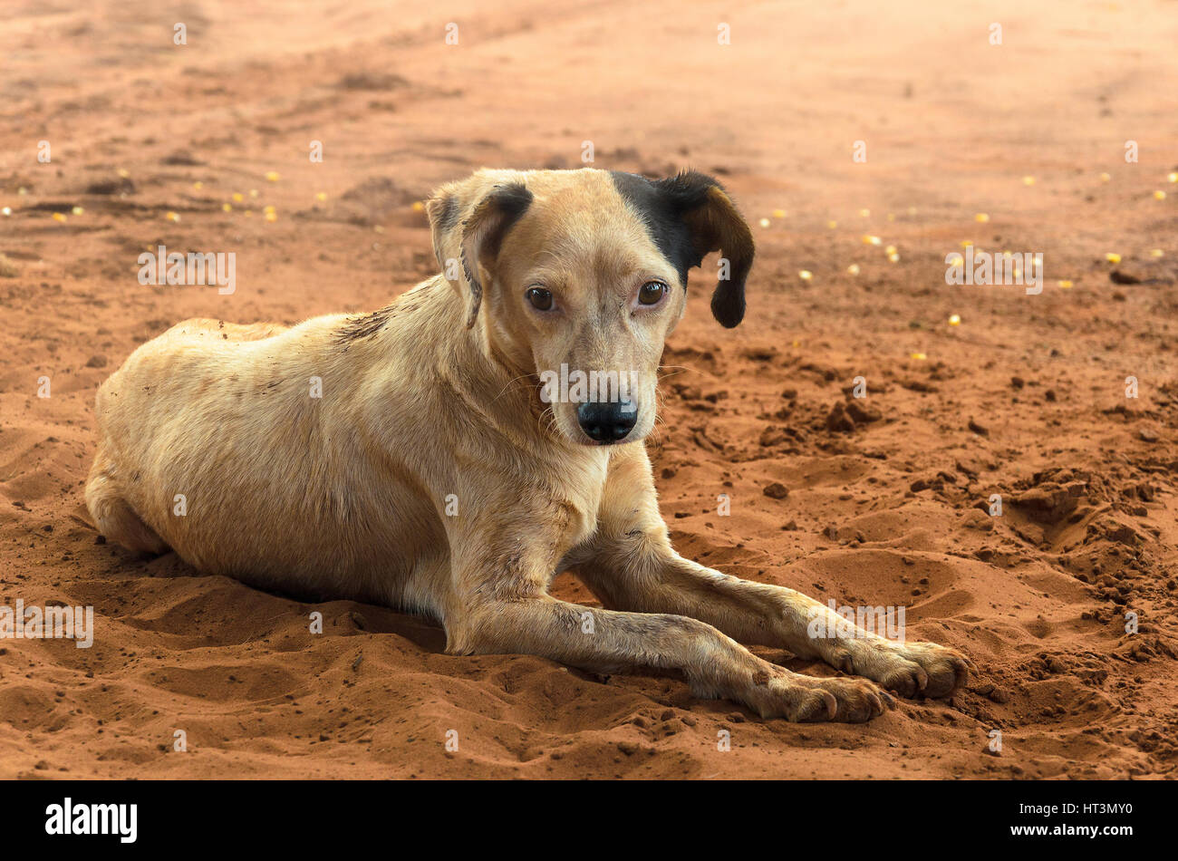 Dirty farm dog mutts lying on the ground. Stock Photo