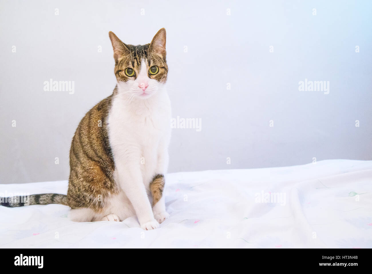 Tabby and white cat sitting, looking at the camera. Stock Photo