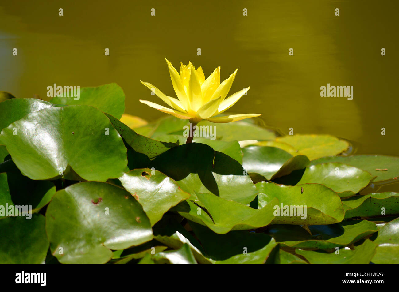Waterlily Latin name Nymphaea yellow Lotus Stock Photo