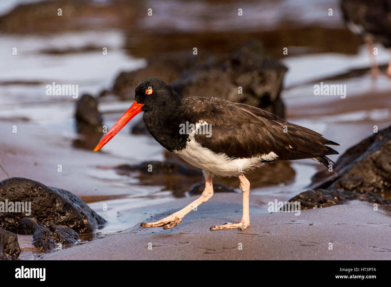 American Oystercatcher searching for food among the lava rock on a beach in the Galapagos Islands. Stock Photo