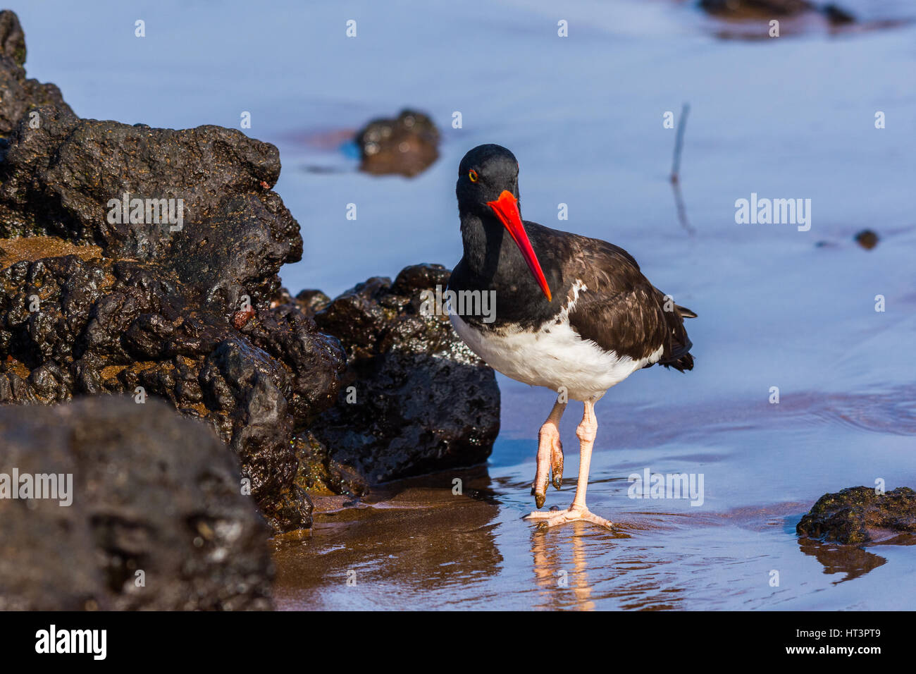 American Oystercatcher searching for food among the lava rock on a beach in the Galapagos Islands. Stock Photo