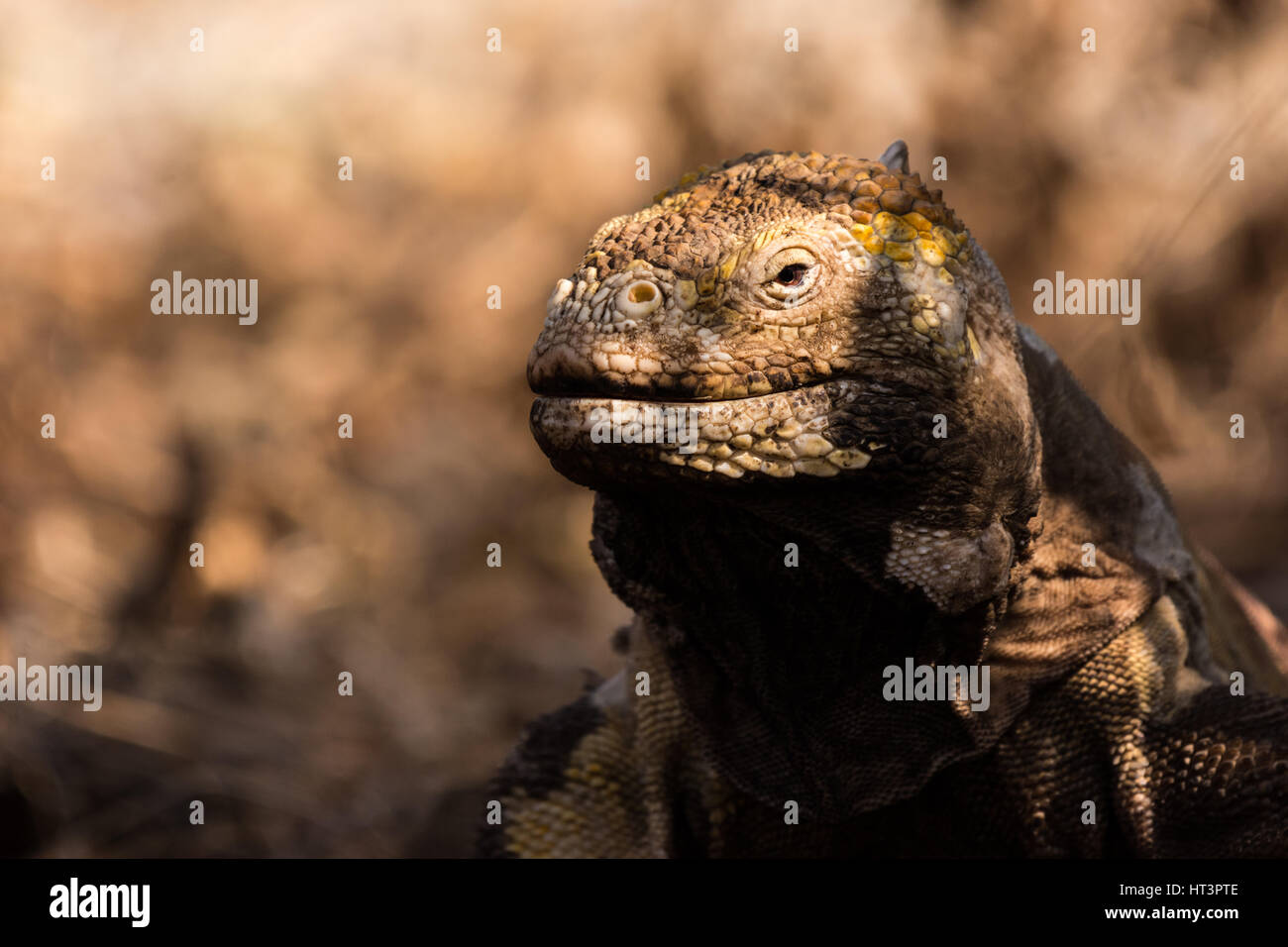 Galapagos Land Iguana (Conolophus subcristatus) in the Galapagos Islands, Ecuador. Stock Photo