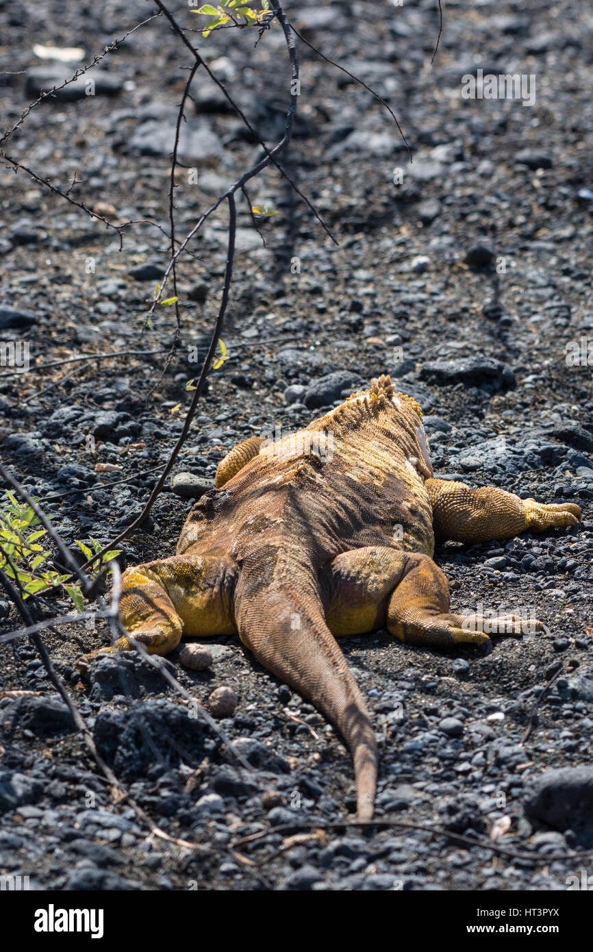 A Galapagos Land Iguana (Conolophus subcristatus) from behind in the Galapagos Islands, Ecuador. Stock Photo