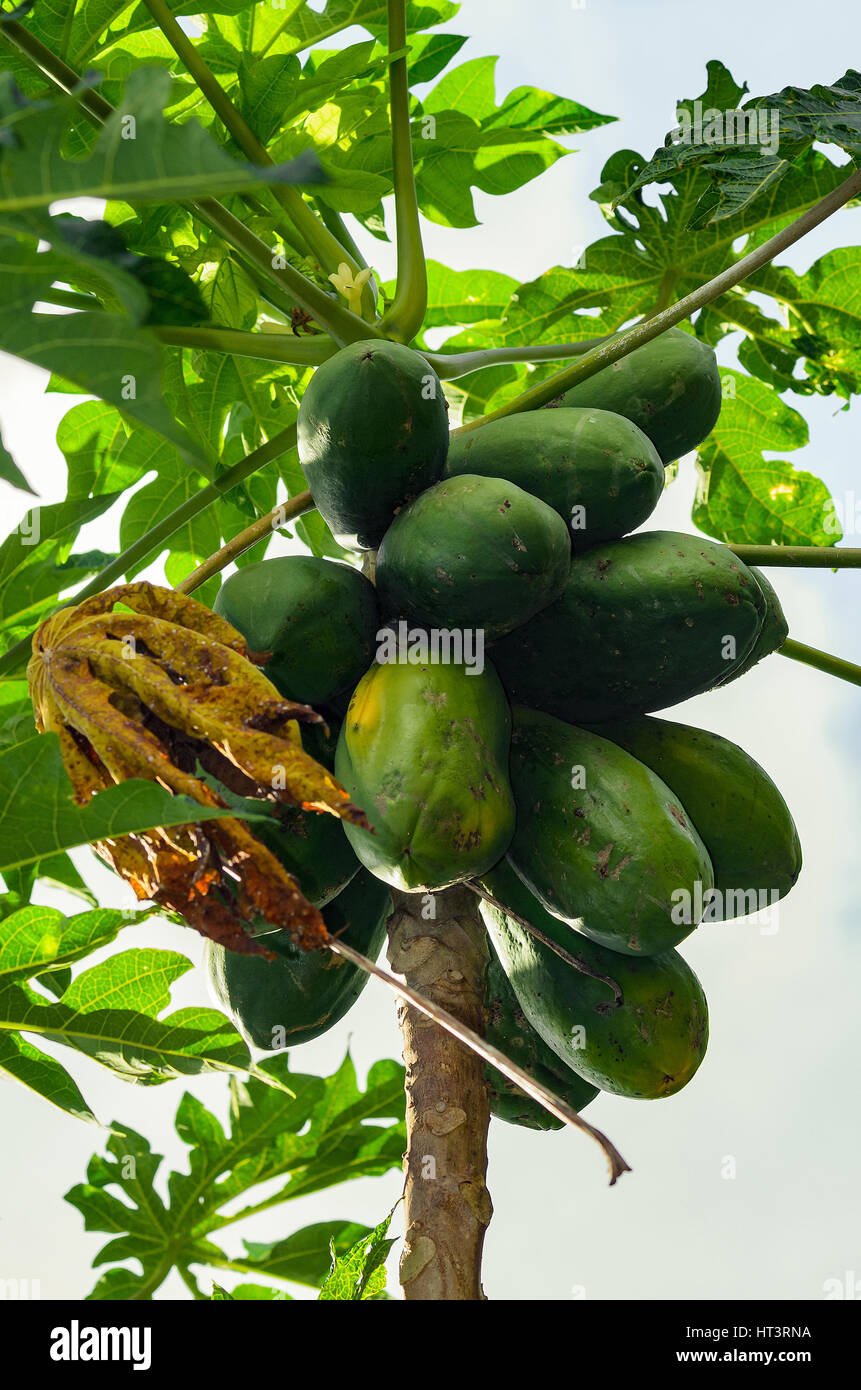 Ripening organic papaya hires stock photography and images Alamy