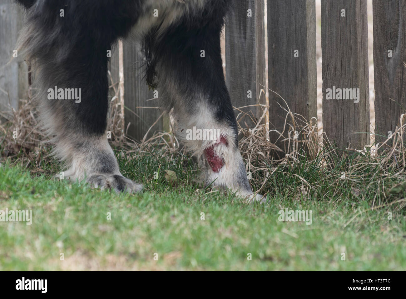 Dog sick with Mange / Scabies Stock Photo