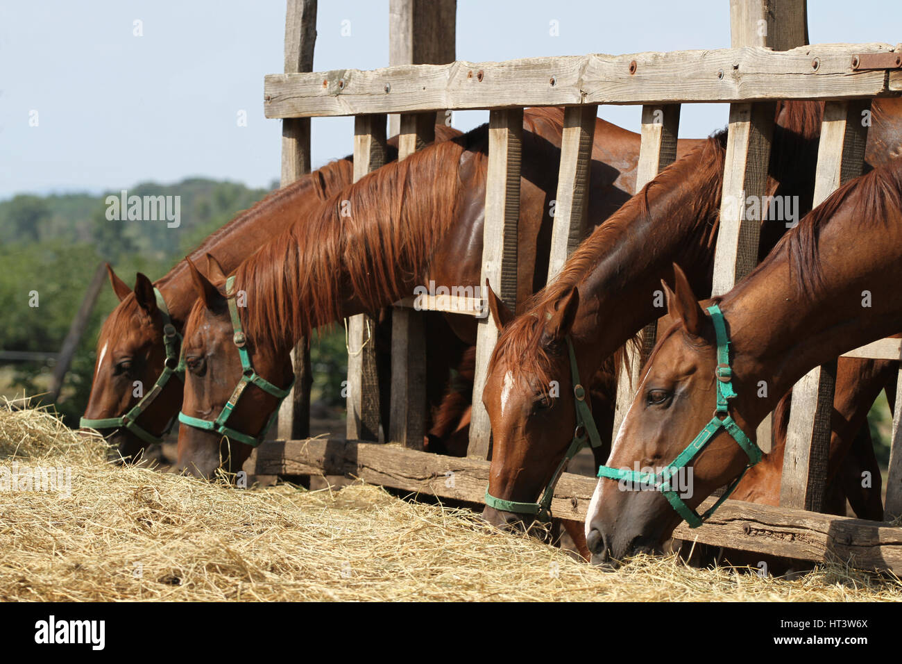 Group of purebred horses eating hay on rural animal farm. Herd of