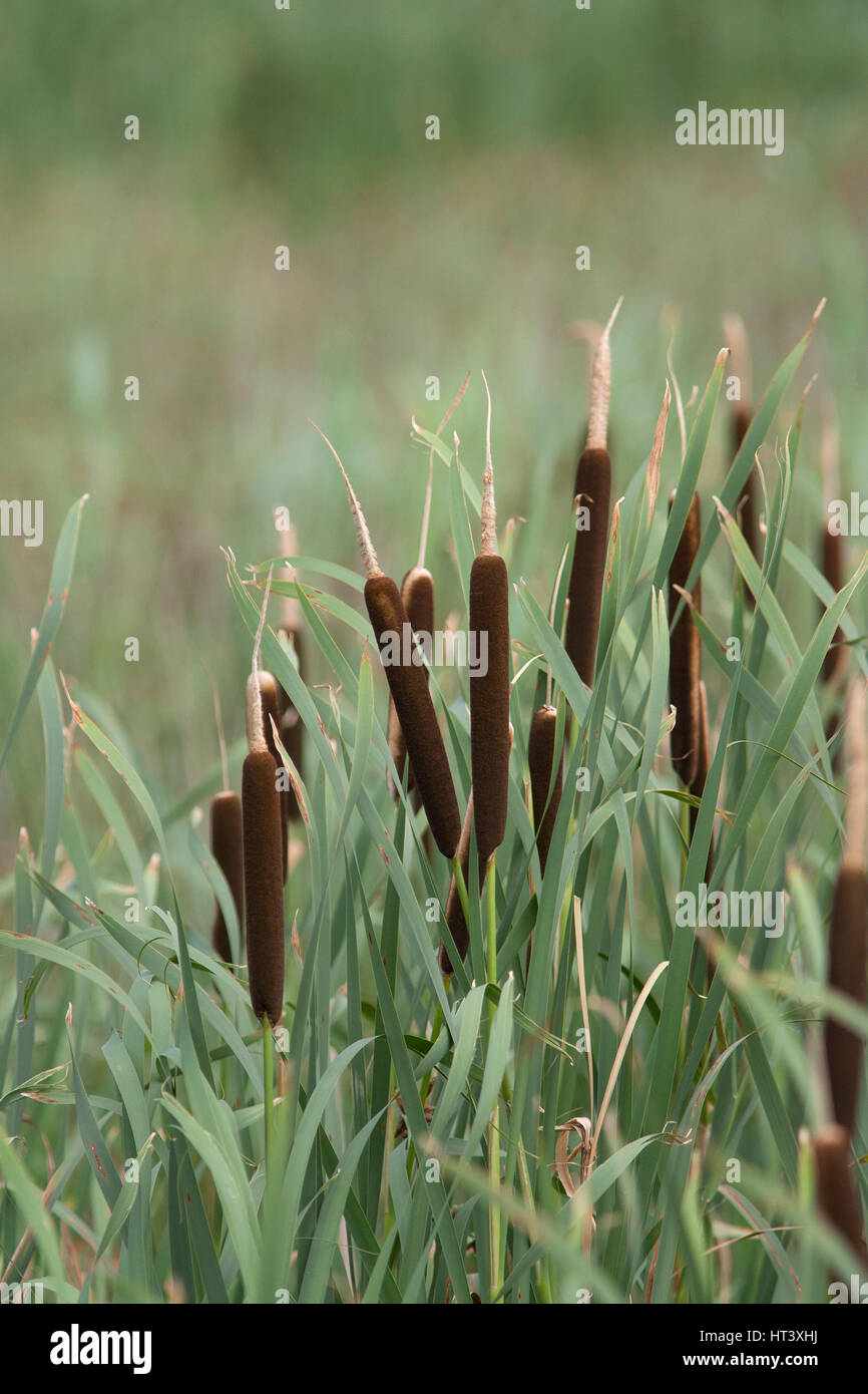 Great Reed-mace, Typha latifolia. Taken July. Rainham Marshes, Essex, UK. Stock Photo
