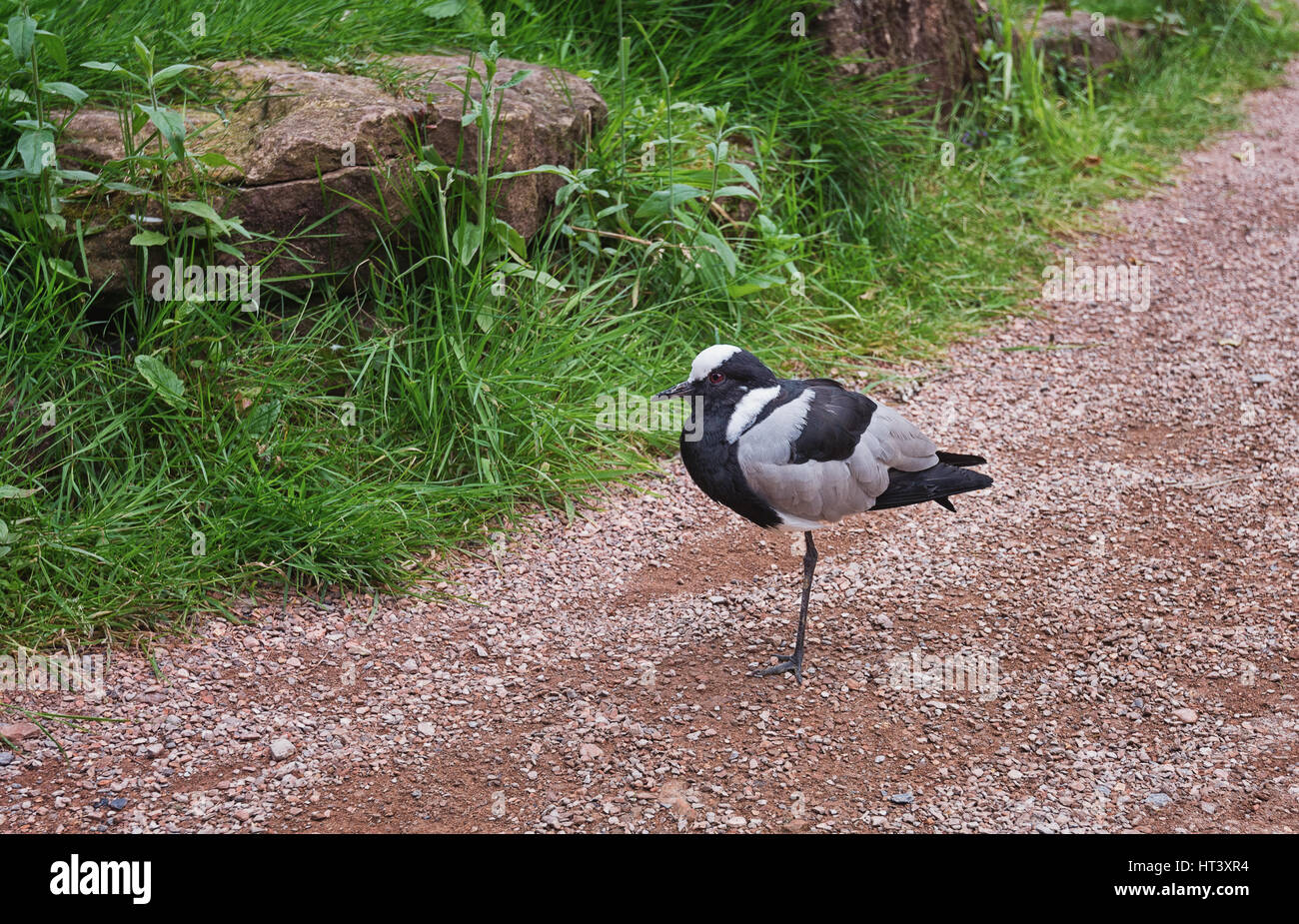 Little bird standing on one leg on a gravel track Stock Photo Alamy