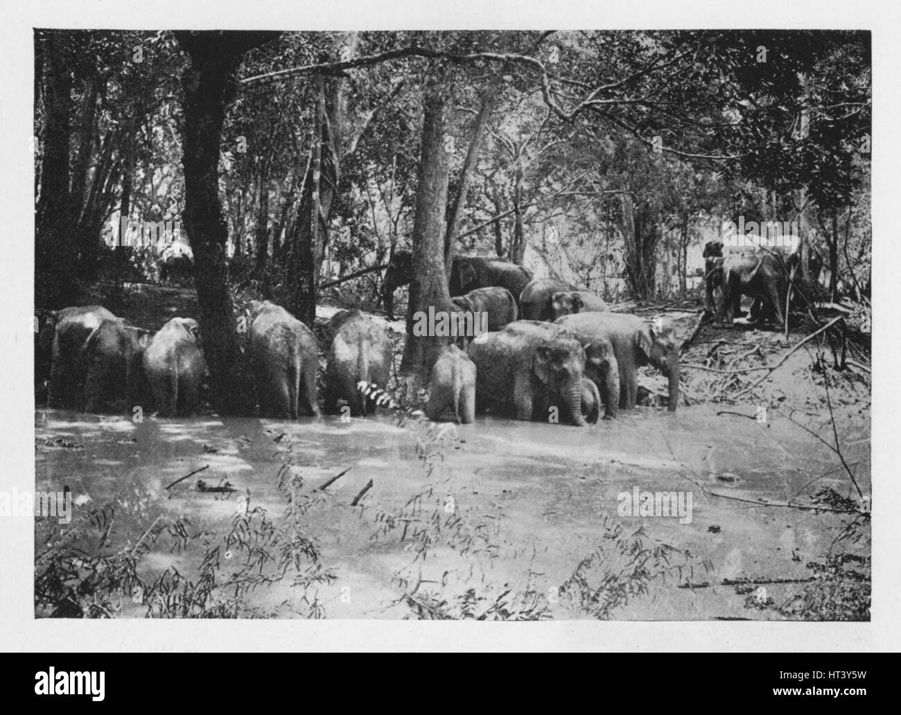'Elephant Kraaling in Ceylon at a Waterhole inside the Stockade', c1890, (1910). Artist: Alfred William Amandus Plate. Stock Photo