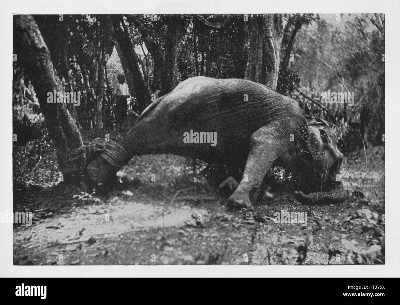 'Elephant Kraaling in Ceylon - Noosed', c1890, (1910). Artist: Alfred William Amandus Plate. Stock Photo