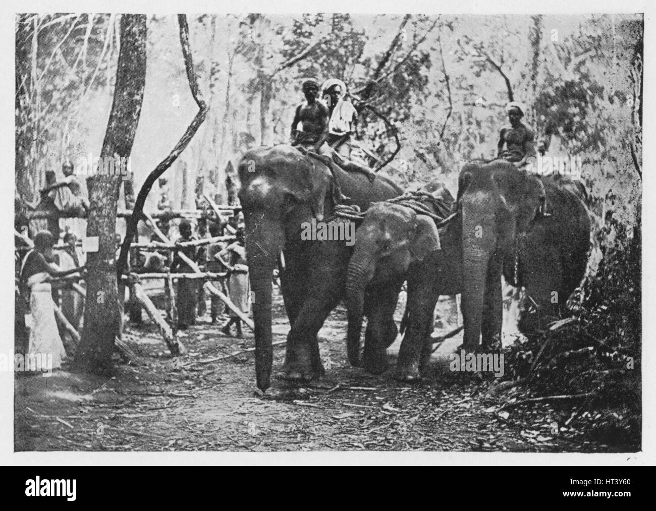 'Elephant Kraaling in Ceylon - Free No Longer', c1890, (1910). Artist: Alfred William Amandus Plate. Stock Photo