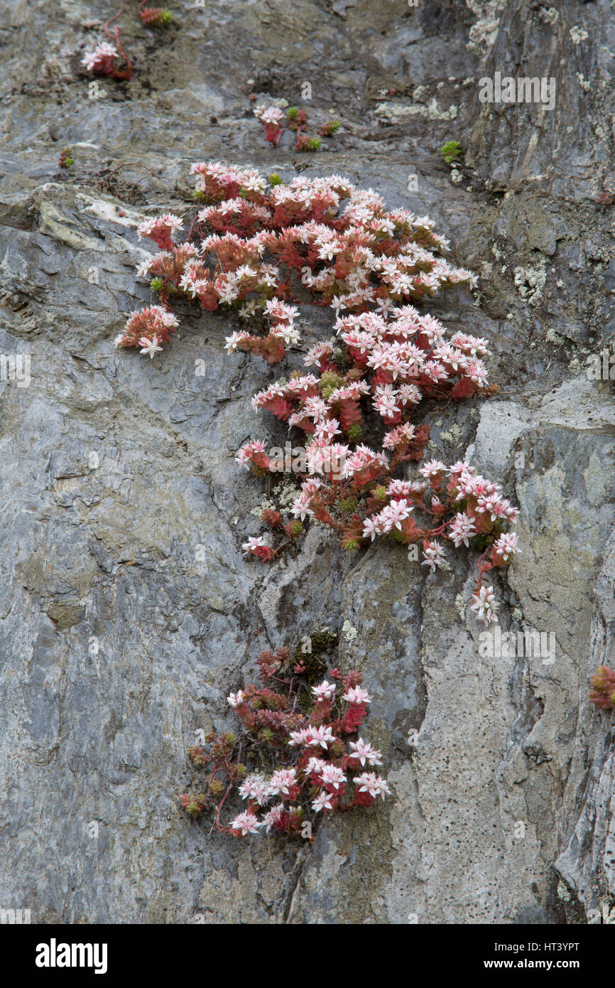 English Stonecrop, Sedum anglicum, growing on cliff, Mevagissey, Cornwall, UK Stock Photo