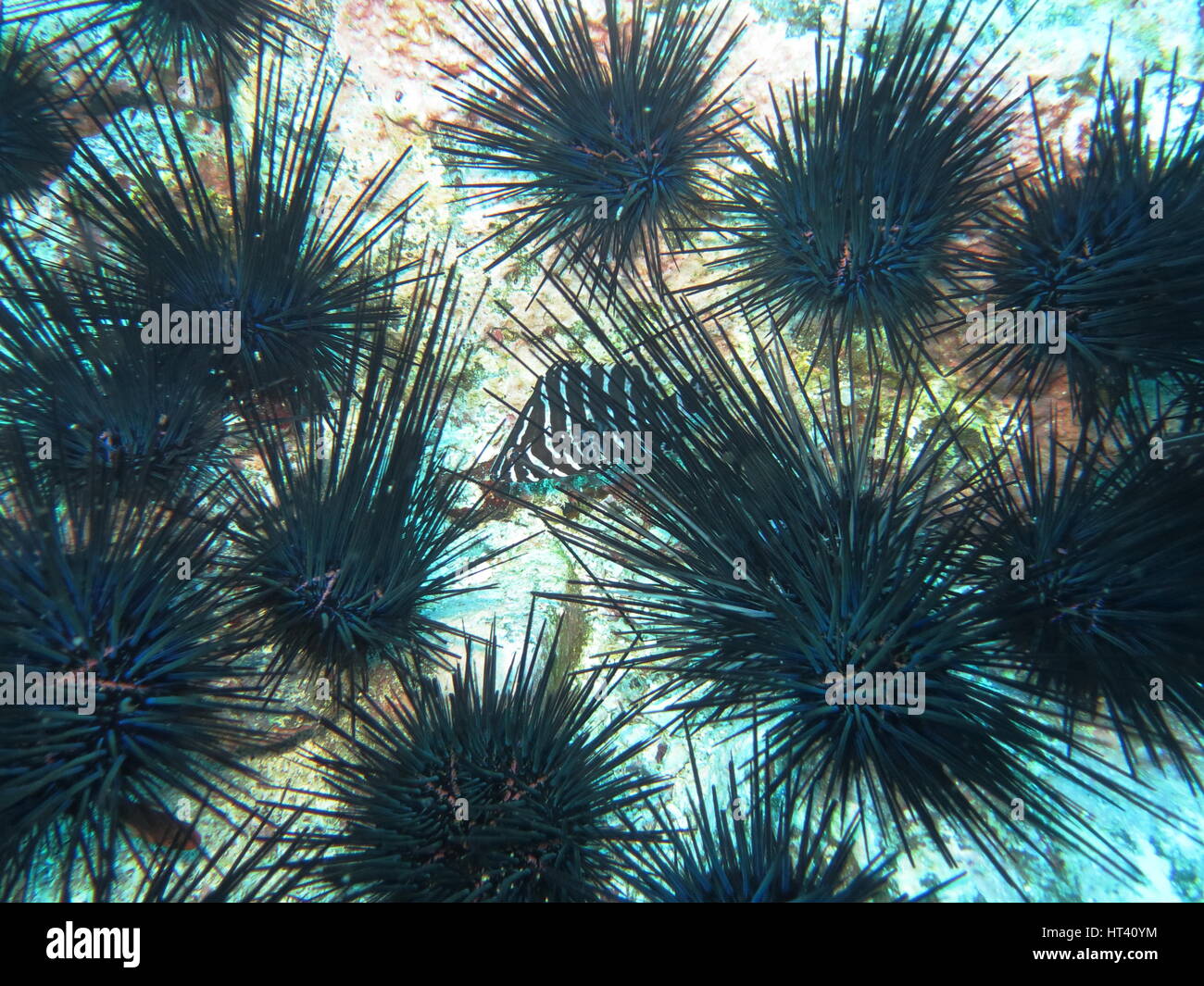 Black long spined sea urchins (diadema species) with black and white striped fish hiding between them Stock Photo