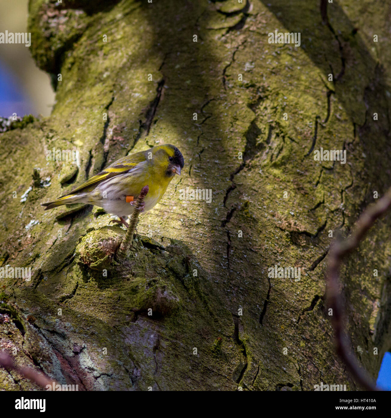 Ringed male Eurasian Siskin in a tree, Yorkshire, UK Stock Photo