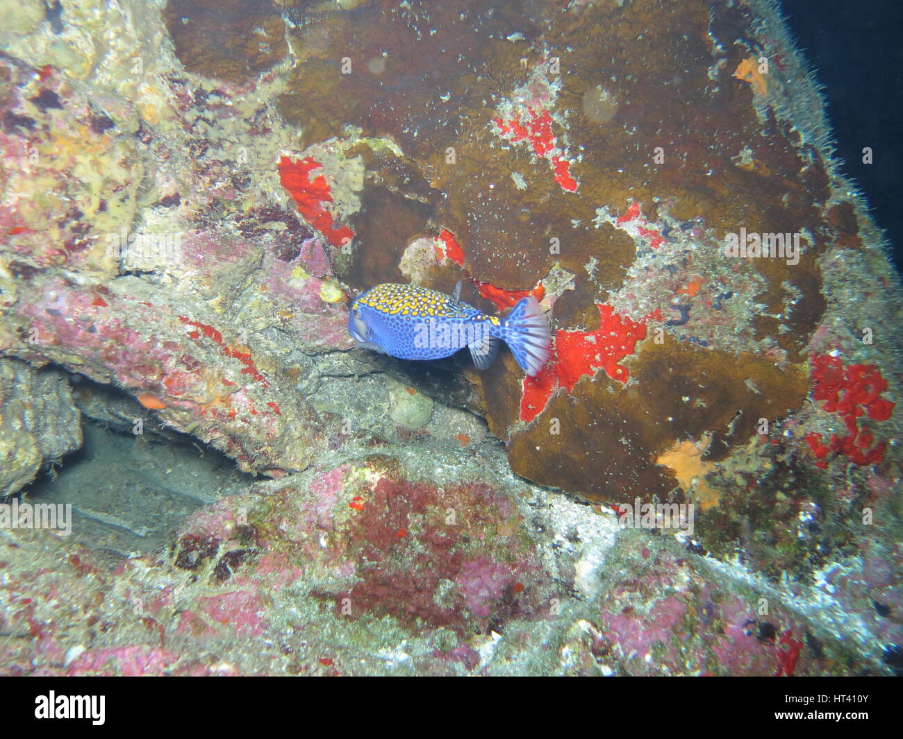 Male white-spotted Boxfish  (Ostracion meleagris) Stock Photo