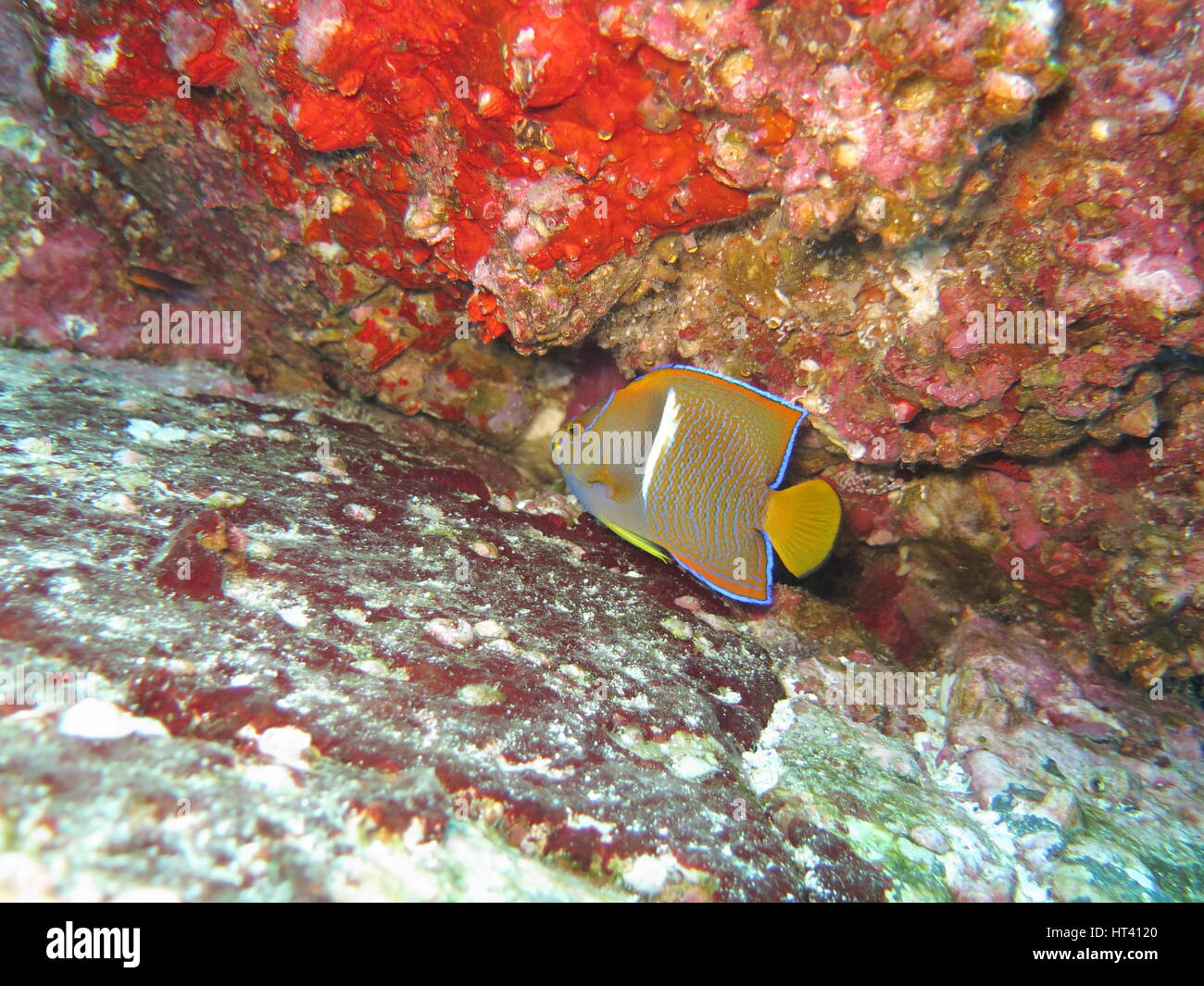 King angelfish or passer angelfish ( Holacanthus passer ), Cocos island Stock Photo