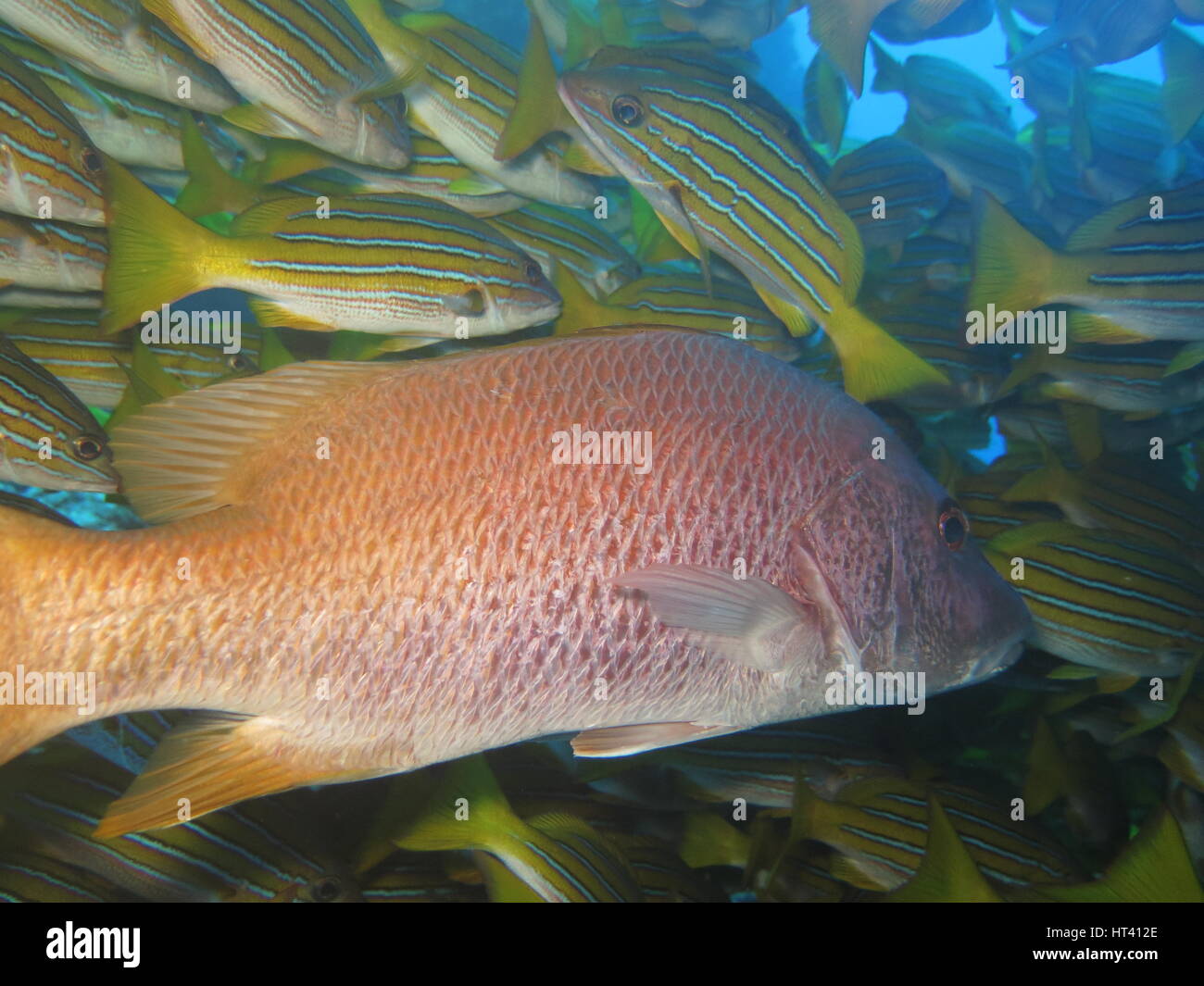 2 different snapper species, Cocos island Stock Photo
