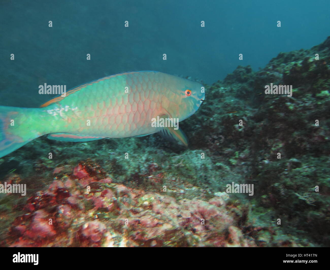 Male ember parrotfish (Scarus rubroviolaceus) swimming over rocks at Cocos island Stock Photo