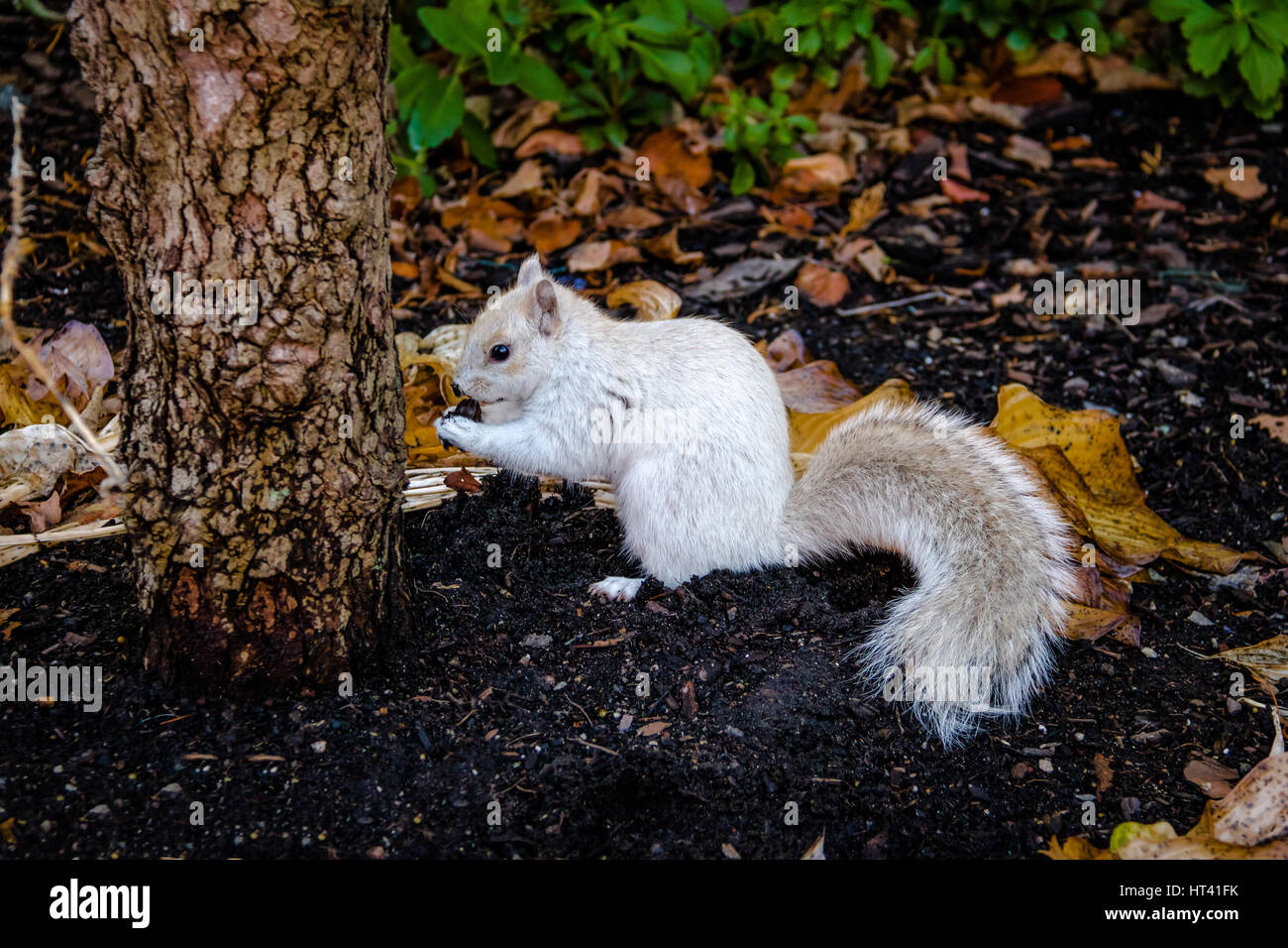 White Squirrel Stock Photo