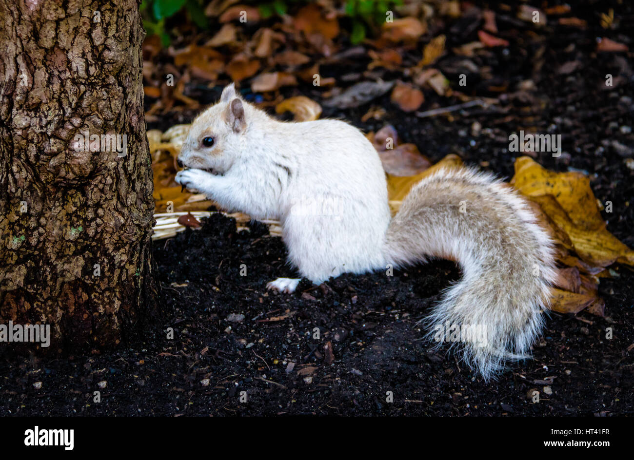 White Squirrel Stock Photo
