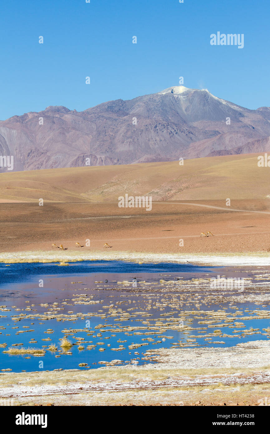 Vicuñas in Andean landscape, dotted with volcanos, salty lake in the foreground. Location: Between San Pedro de Atacama and El Tatio geysir field, in  Stock Photo