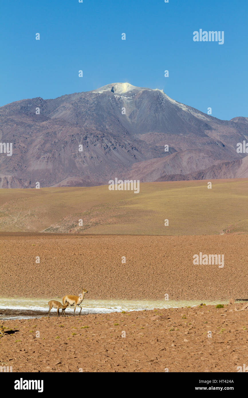 Vicuñas in Andean landscape, dotted with volcanos. Location: Between San Pedro de Atacama and El Tatio geysir field, in the Atacama desert, north Chil Stock Photo