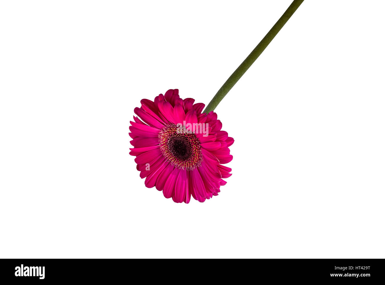 Closeup of a pink gerbera daisy, long stem, in the white background