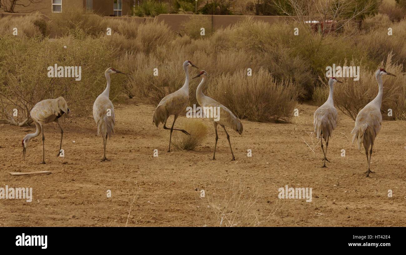 sandhill cranes in new mexico desert Stock Photo
