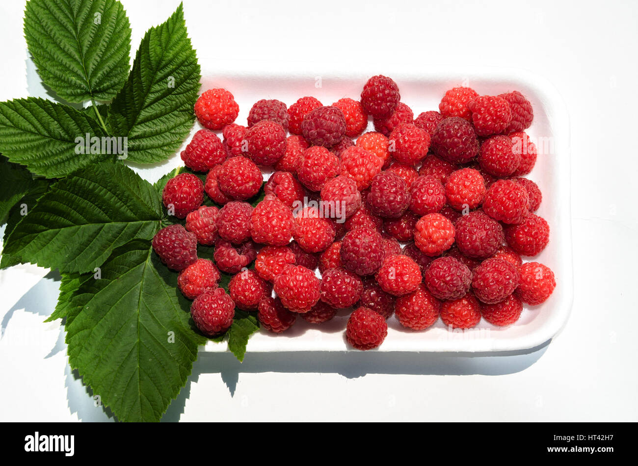 vitamins summer red raspberries in white trays with green leaves Stock