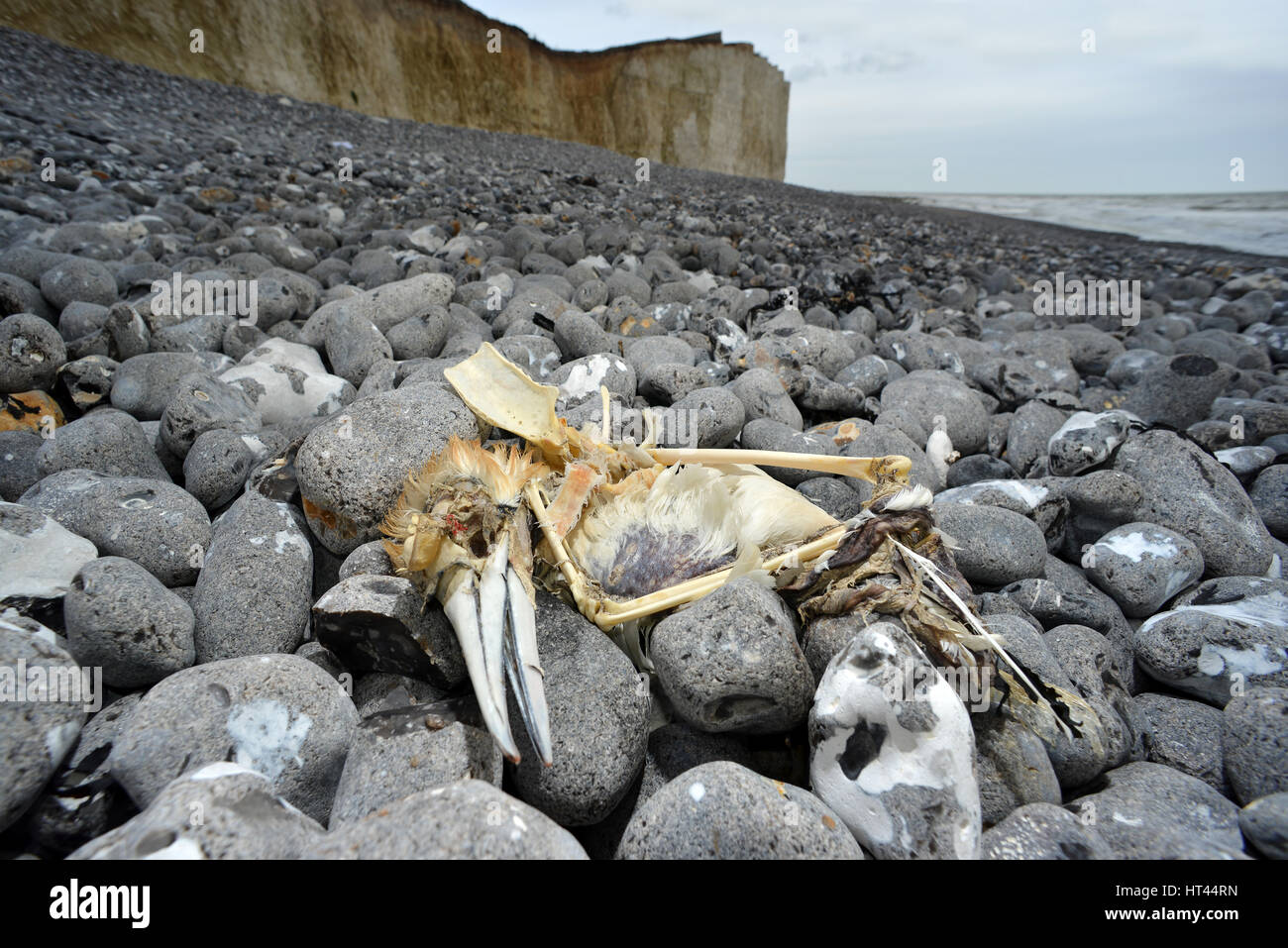 Dead gannet, sea bird, washed up on a pebble beach in Sussex, UK Stock Photo
