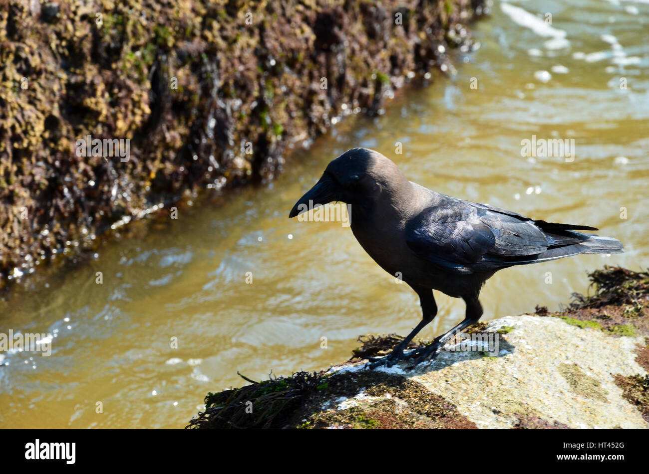 Indian Crow on the beach Stock Photo - Alamy