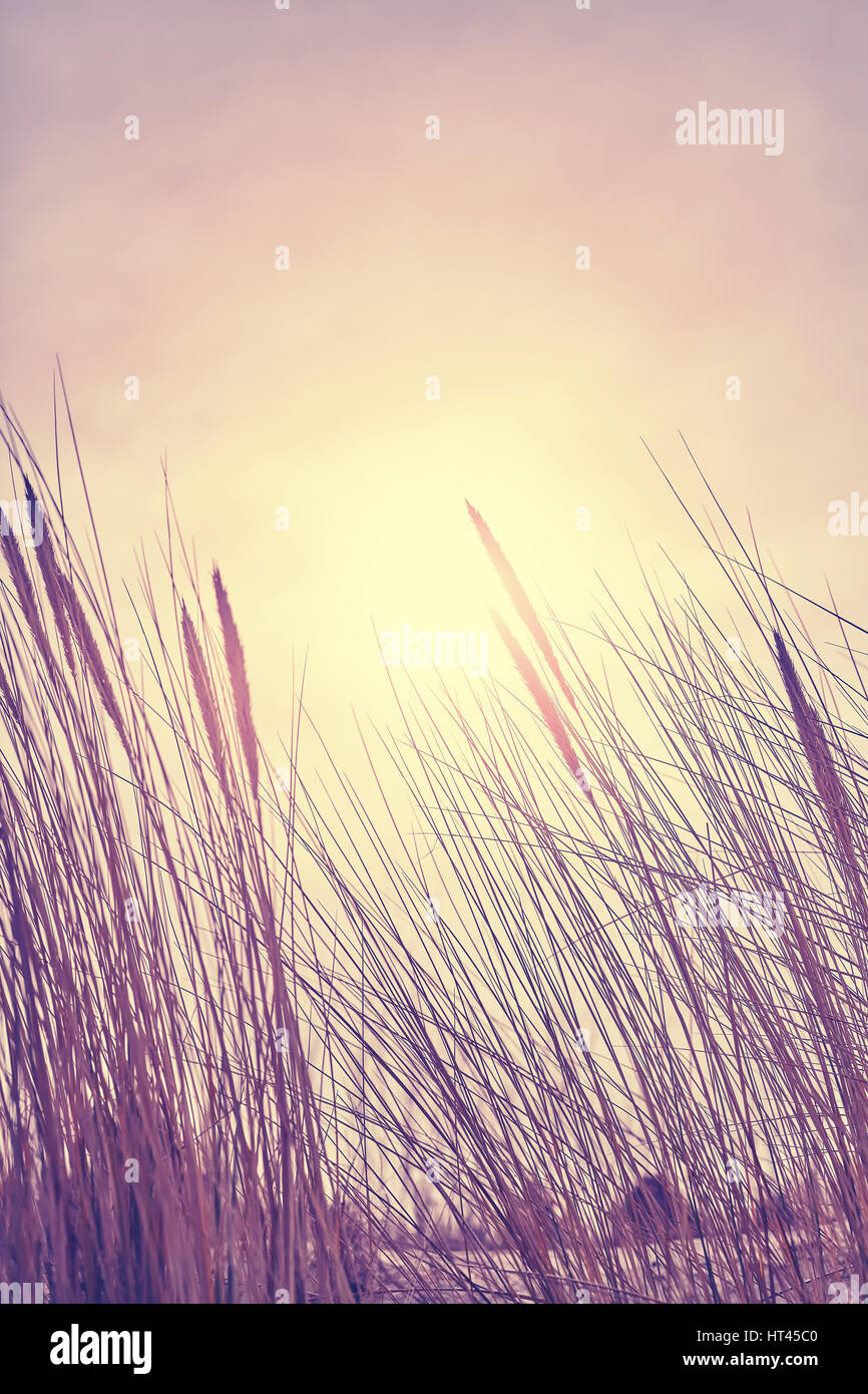 Color toned dried plants against the sun with lens flare, nature background, selective focus. Stock Photo