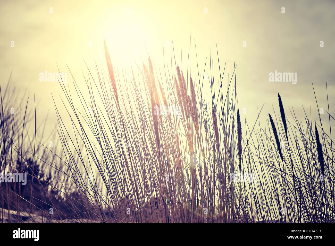 Color toned dried plants against the sun with lens flare, nature background, selective focus. Stock Photo