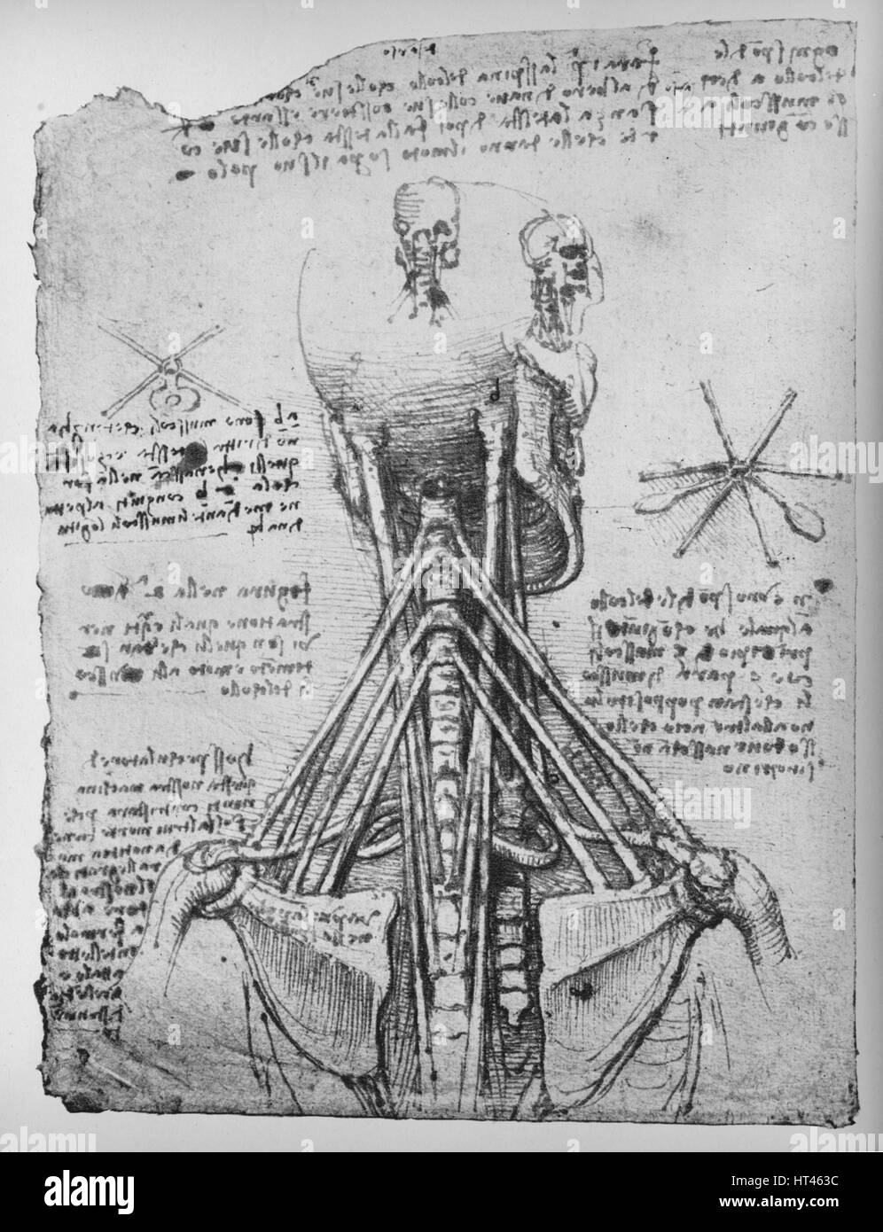 'Study of the Back View of a Skeleton, Showing the Tendons of the Neck', c1480 (1945). Artist: Leonardo da Vinci. Stock Photo