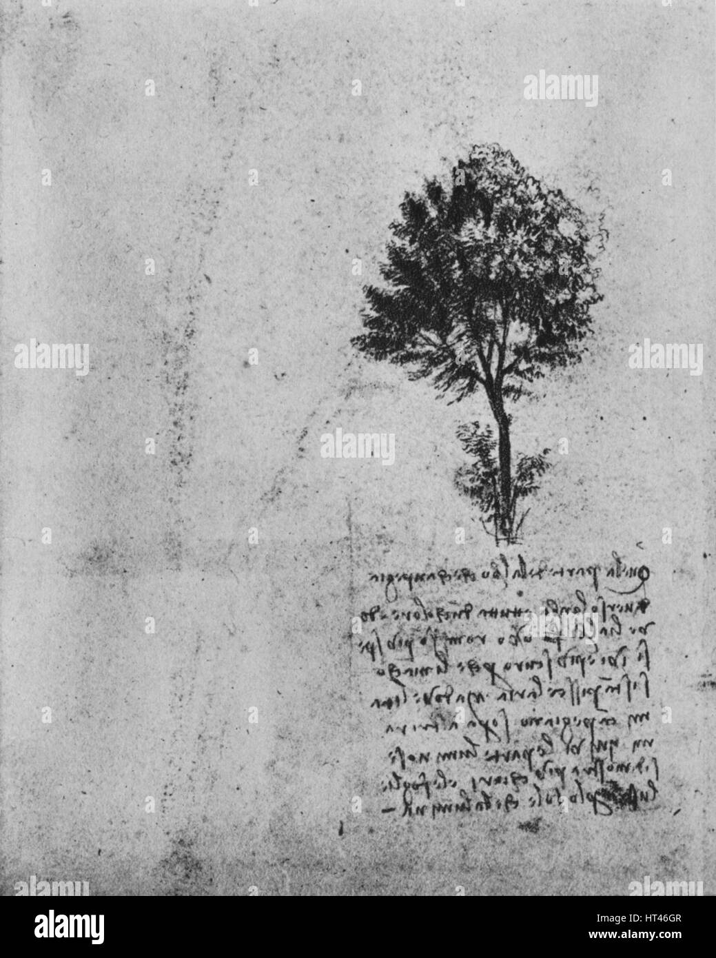 'Study of a Tree', c1480 (1945). Artist: Leonardo da Vinci. Stock Photo