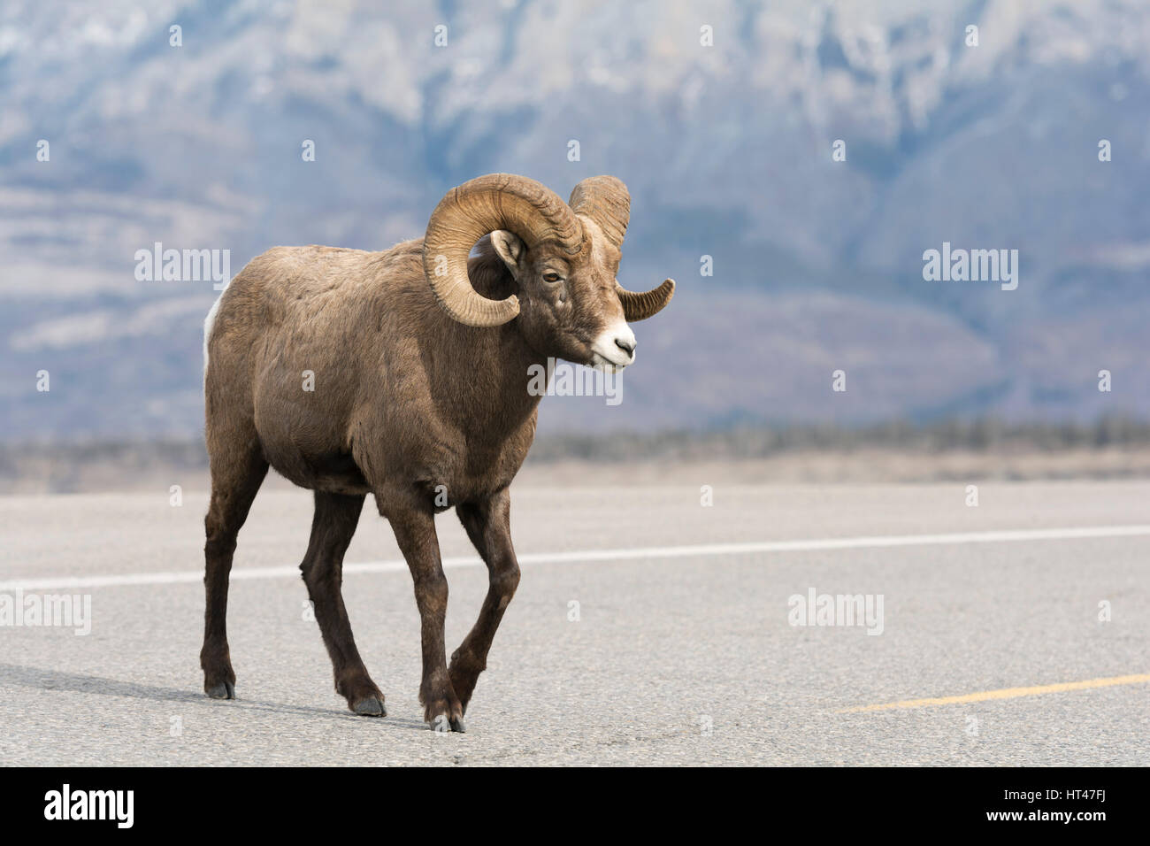 Animal profile ram wildlife hi-res stock photography and images - Alamy